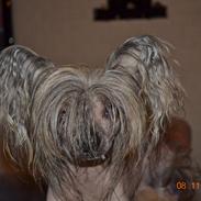 Chinese crested hårløs Capone *Solgt*