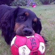 Field Trial Cockerspaniel Kenzo