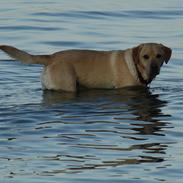 Labrador retriever Paw