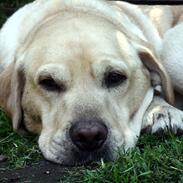 Labrador retriever Paw