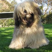 Lhasa apso Madison Ruby Bridges