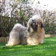 Lhasa apso Madison Ruby Bridges