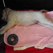 Golden retriever Esther