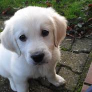 Golden retriever Esther