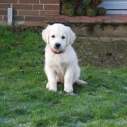 Golden retriever Esther