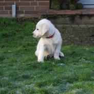 Golden retriever Esther