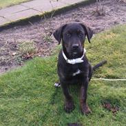 Blanding af racer Bette Babe(Baby)