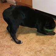 Blanding af racer Bette Babe(Baby)