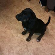 Blanding af racer Bette Babe(Baby)