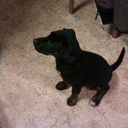 Blanding af racer Bette Babe(Baby)