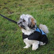 Blanding af racer Diego