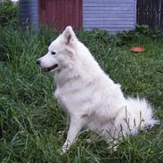 Samojedhund Sasha