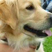 Golden retriever Pippi<3