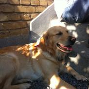 Golden retriever Pippi<3