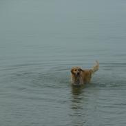 Golden retriever Pippi<3