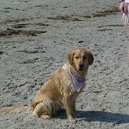 Golden retriever Pippi<3