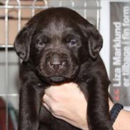 Labrador retriever Monty