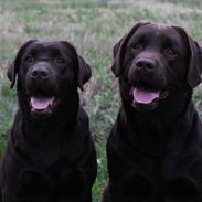 Labrador retriever Monty