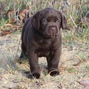 Labrador retriever Monty