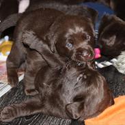 Labrador retriever Monty