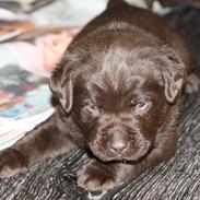 Labrador retriever Monty