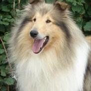 Collie langhåret Dandy