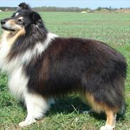 Collie langhåret Dandy