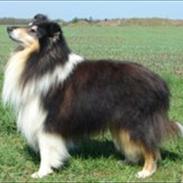 Collie langhåret Dandy