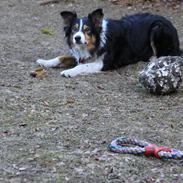 Border collie Jill