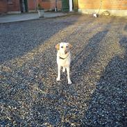 Labrador retriever Smilla