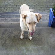 Labrador retriever Smilla