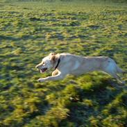 Labrador retriever Smilla