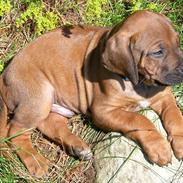 Rhodesian ridgeback Conrad (Bahara Bahara Kirabo)