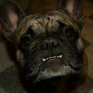 Fransk bulldog Casanova of french bully castle