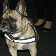 Fransk bulldog Casanova of french bully castle