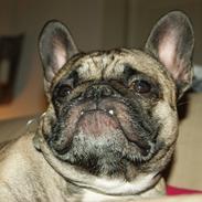 Fransk bulldog Casanova of french bully castle