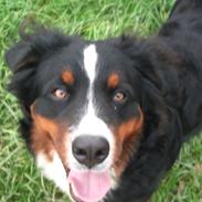 Berner sennenhund Maggi :'( R.I.P