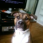 Amerikansk staffordshire terrier Luna