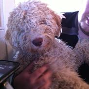 Lagotto romagnolo Nala
