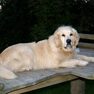 Golden retriever Teddy