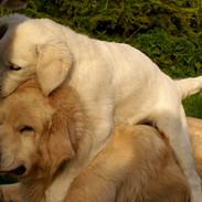 Golden retriever Teddy