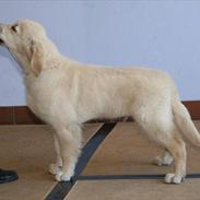 Golden retriever Teddy