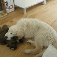 Golden retriever Teddy