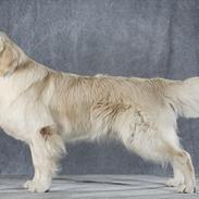 Golden retriever Teddy