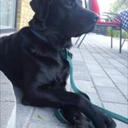 Labrador retriever Luka (ILOVEYOU)<3