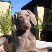 Weimaraner Jubii