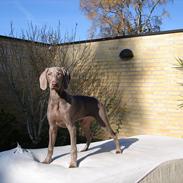 Weimaraner Jubii