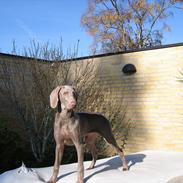 Weimaraner Jubii