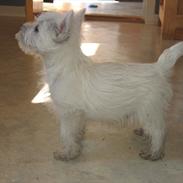 West highland white terrier Buller
