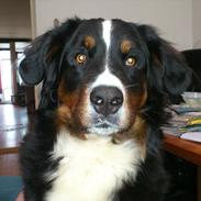 Berner sennenhund Maggi :'( R.I.P